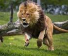 Λιοντάρι τρέχει